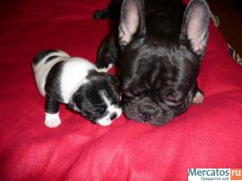 Щенок французского бульдога 3