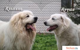 Щенки пиренейской горной собаки