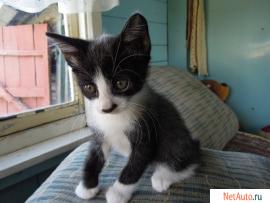 Отдам котёнка в хорошие руки