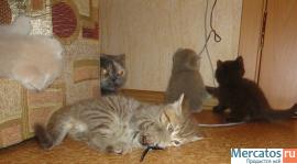 Продам шикарных шотландских котят фолд или страйт 2