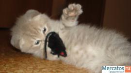 Продам шикарных шотландских котят фолд или страйт