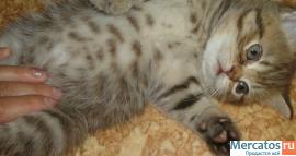 Продам шикарных шотландских котят фолд или страйт 3