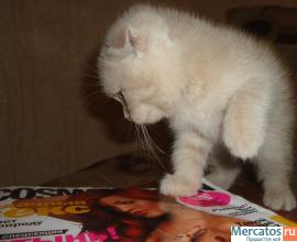 Продам шикарных шотландских котят фолд или страйт 4