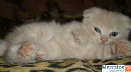 Продам шикарных шотландских котят фолд или страйт 5