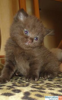 Продам шикарных шотландских котят фолд или страйт 6