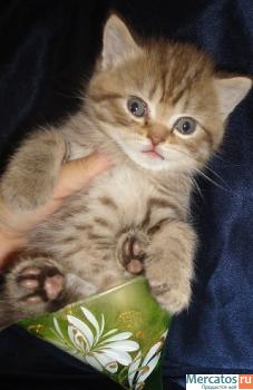 Продам шикарных шотландских котят фолд или страйт 7