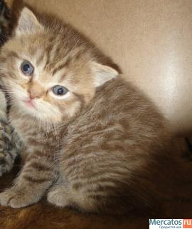 Продам шикарных шотландских котят фолд или страйт 8