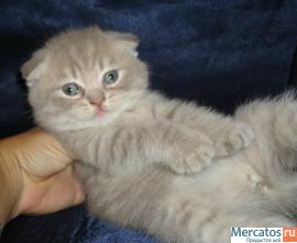 Продам шикарных шотландских котят фолд или страйт 9