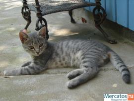 Отдам котят в добрые руки.