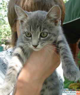 Отдам котят в добрые руки. 2