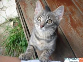 Отдам котят в добрые руки. 3