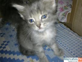 котята в добрые руки 2