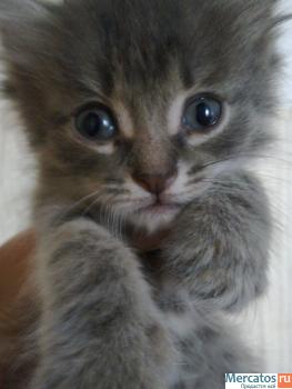 котята в добрые руки 3