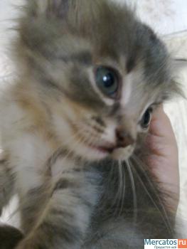 котята в добрые руки 4