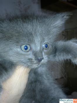 котята в добрые руки 5