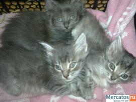 котята в добрые руки 6