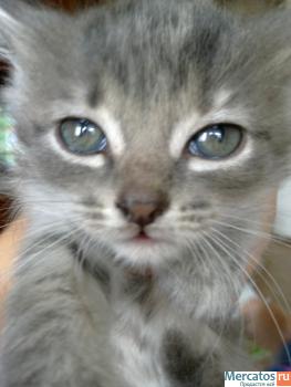 котята в добрые руки 7