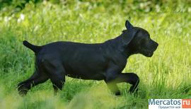 КАНЕ КОРСО 2