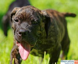 КАНЕ КОРСО 3