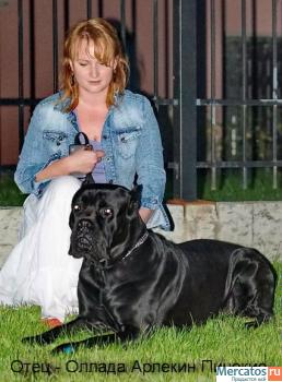 КАНЕ КОРСО 4