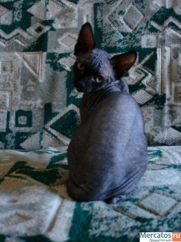 Котята канадского сфинкса