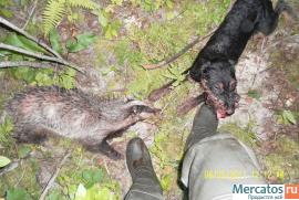 Щенки ягдтерьера,имп Германия.Продаю.