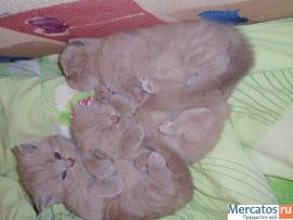 Британские плюшевые котята 2