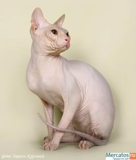 Котики Донские сфинксы. 3