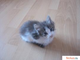 отдам котят - 2 месяца - в хорошие руки