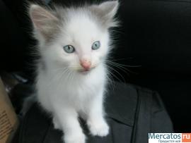 отдам котят - 2 месяца - в хорошие руки 2