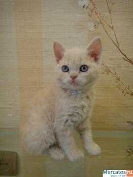 Продам котят селкирк-рекса 2