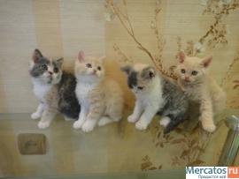 Продам котят селкирк-рекса 4