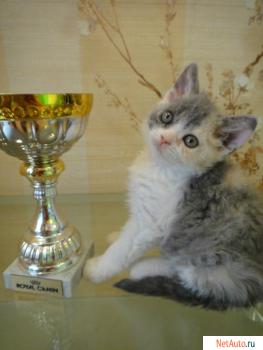 Продам котят селкирк-рекса