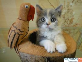 Продам котят селкирк-рекса 3