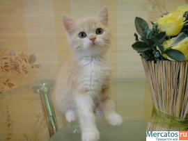 Продам котят селкирк-рекса 4