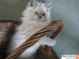 Очаровательный ласковый котенок