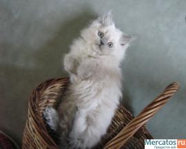 Очаровательный ласковый котенок 2