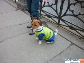 Кобель Джек Рассел Терьер для вязки