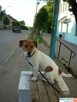 Кобель Джек Рассел Терьер для вязки 2