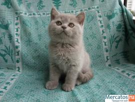 Шотландские котята от Большого Международного Чемпиона