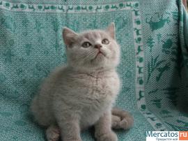 Шотландские котята от Большого Международного Чемпиона 2