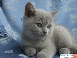 Шотландские котята от Большого Международного Чемпиона 3