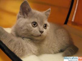 Шотландские котята от Большого Международного Чемпиона 4