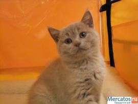 Шотландские котята от Большого Международного Чемпиона 5