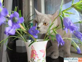 Шотландские котята от Большого Международного Чемпиона 6