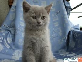 Шотландские котята от Большого Международного Чемпиона 8