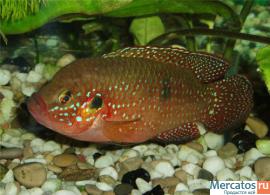 Аквариум 600 л с цихлидами