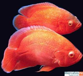 Аквариум 600 л с цихлидами 3