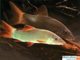 Аквариум 600 л с цихлидами 4