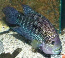 Аквариум 600 л с цихлидами 5